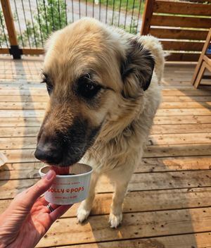 Mowgli enjoying a Dolly Pop on her 13th birthday.