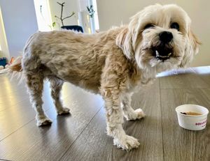 A dog about to eat a Dolly Pop