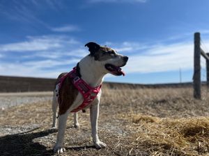 A Treat Fit for a Spoiled Pooch