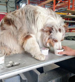 Indie enjoying a Dolly Pop