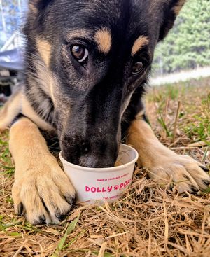 Bella enjoying a Dolly Pop