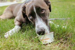 Dog enjoying a happy belly blend Dolly Pop