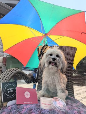 A dog under an umbrella with a Dolly Pop