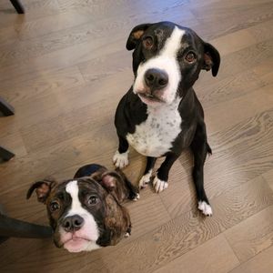 Two doggies waiting for a treat