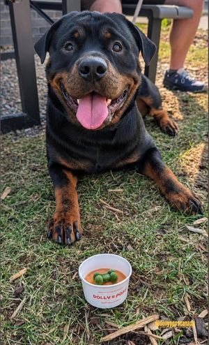 Moose sitting like a good boy waiting for his Dolly Pop at Sheepdog Brewing.